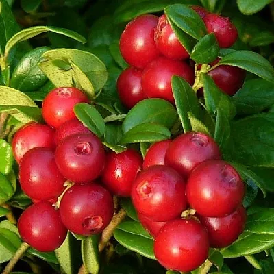 Клюква в Омске