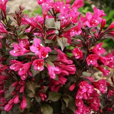 Вейгела БЛЭК РУБИ  Вейгела БЛЭК РУБИ в Омске