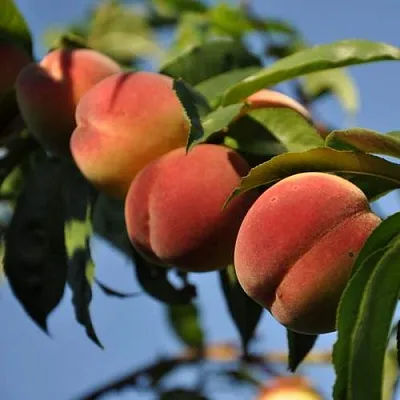 Персик ДАЧНЫЙ  Персик ДАЧНЫЙ в Омске