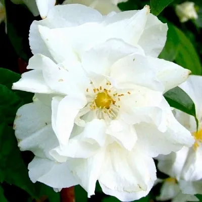 Жасмин РОЗАЦЕ  Жасмин РОЗАЦЕ в Омске