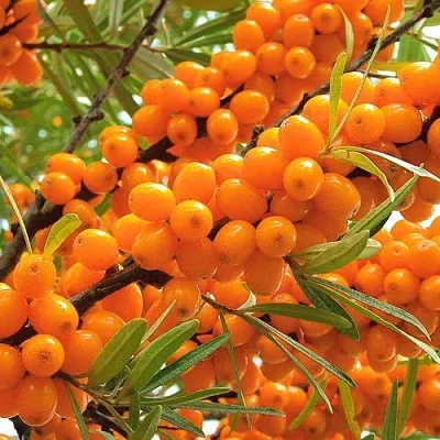 Облепиха в Омске