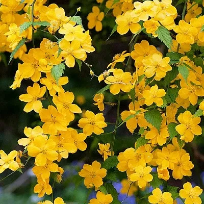 Керрия  Керрия в Омске