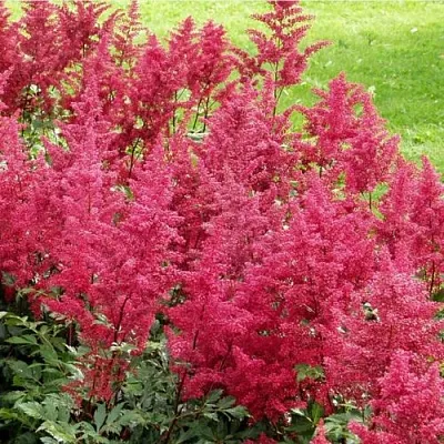 Астильба СКАЙСКРЕЙПЕР китайская  Астильба СКАЙСКРЕЙПЕР китайская в Омске