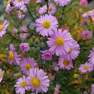 Астра СТРОУБЕРРИ ЭНД КРИМ новобельгийская  Астра СТРОУБЕРРИ ЭНД КРИМ новобельгийская в Омске