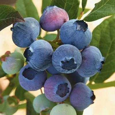 Голубика ОСОРНО  Голубика ОСОРНО в Омске