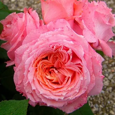 Саженцы роз ИНСТИТУТ ЛЮМЬЕР шраб  Саженцы роз ИНСТИТУТ ЛЮМЬЕР шраб в Омске