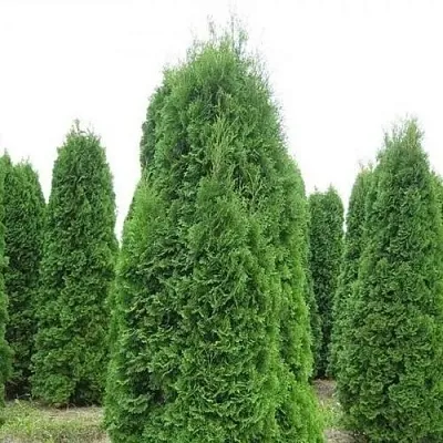 Туя КОЛУМНА западная  Туя КОЛУМНА западная в Омске