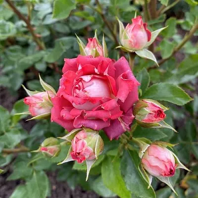 Саженцы роз ТИРАМИСУ спрей  Саженцы роз ТИРАМИСУ спрей в Омске