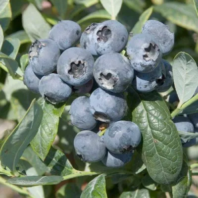 Голубика БРИГИТТА — описание сорта Голубика БРИГИТТА в Омске