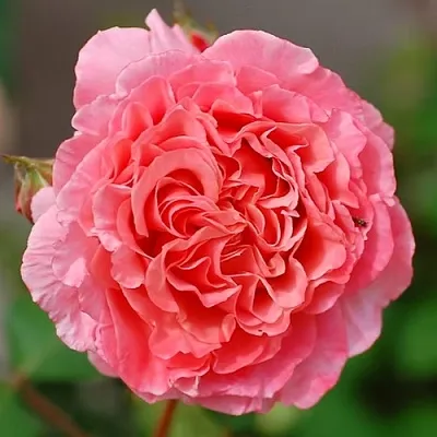 Саженцы роз ЛОРАН КАБРОЛЬ шраб  Саженцы роз ЛОРАН КАБРОЛЬ шраб в Омске