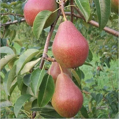 Груша РУМЯНАЯ КЕДРИНА  Груша РУМЯНАЯ КЕДРИНА в Омске