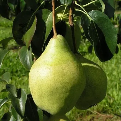 Груша МИНСКАЯ колонновидная  Груша МИНСКАЯ колонновидная в Омске