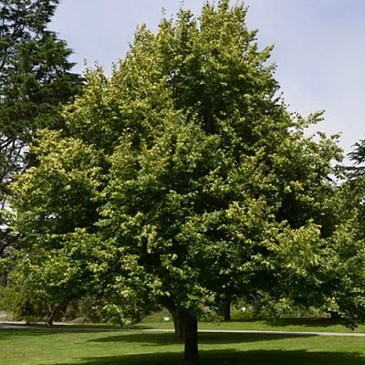 Липа сердцевидная  Липа сердцевидная в Омске