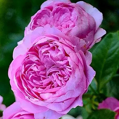 Саженцы роз ШАНТАЛЬ МЕРЬЕ шраб  Саженцы роз ШАНТАЛЬ МЕРЬЕ шраб в Омске