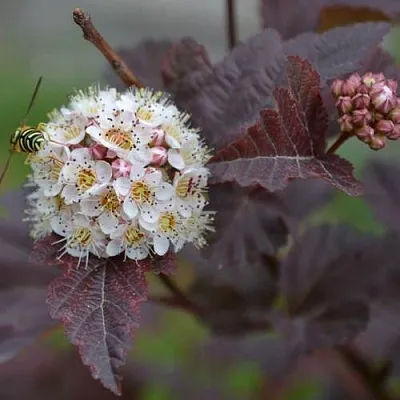 Пузыреплодник  Пузыреплодник в Омске