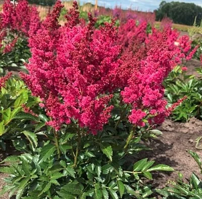 Астильба ЛАКИ ДЕЙ Арендса  Астильба ЛАКИ ДЕЙ Арендса в Омске