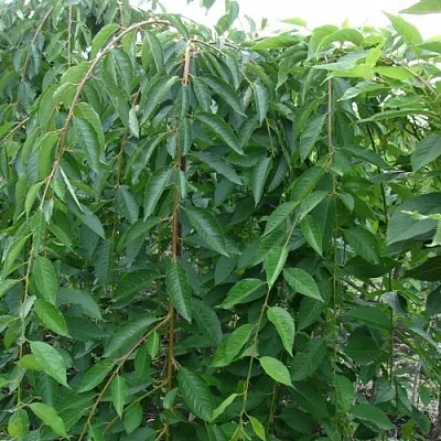 Черешня ПЕНДУЛА декоративная  Черешня ПЕНДУЛА декоративная в Омске