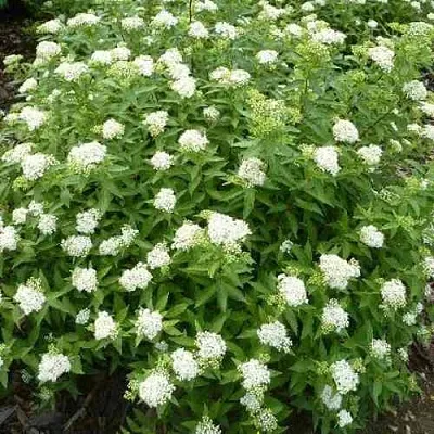 Спирея АЛЬБИФЛОРА японская в Омске