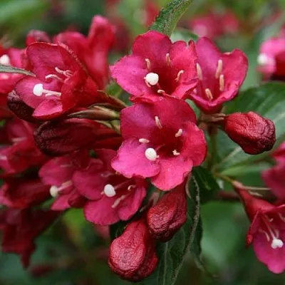 Вейгела ЕВА РАТКЕ  Вейгела ЕВА РАТКЕ в Омске