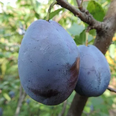 Слива АМЕРС  Слива АМЕРС в Омске