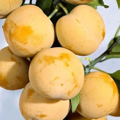 Слива РЕНКЛОД ранний в Омске