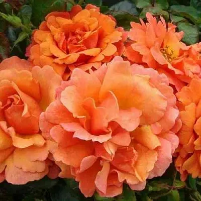 Саженцы роз БРИДЖ ОФ САЙЗ плетистая  Саженцы роз БРИДЖ ОФ САЙЗ плетистая в Омске