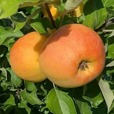 Яблоня АНТОНОВКА ЗОЛОТАЯ  Яблоня АНТОНОВКА ЗОЛОТАЯ в Омске