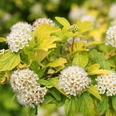 Пузыреплодник АНГЕЛ ГОЛД  Пузыреплодник АНГЕЛ ГОЛД в Омске