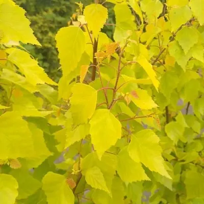 Берёза ГОЛДЕН ОБЕЛИСК повислая   Берёза ГОЛДЕН ОБЕЛИСК повислая  в Омске