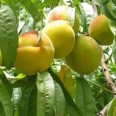 Персик СЕЯНЕЦ СТАРКА  Персик СЕЯНЕЦ СТАРКА в Омске