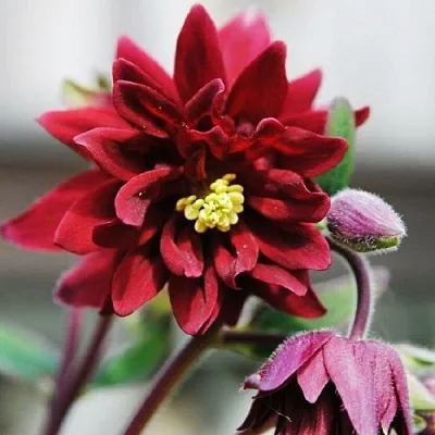 Аквилегия РУБИ ПОРТ обыкновенная  Аквилегия РУБИ ПОРТ обыкновенная в Омске