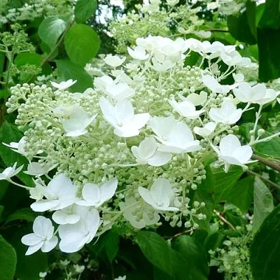 Гортензия УАЙТ ДОМ древовидная  Гортензия УАЙТ ДОМ древовидная в Омске