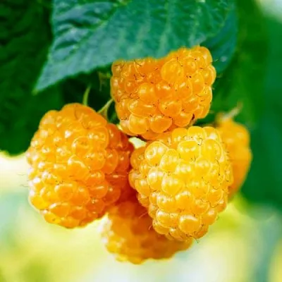 Малина МЕДОВАЯ  Малина МЕДОВАЯ в Омске