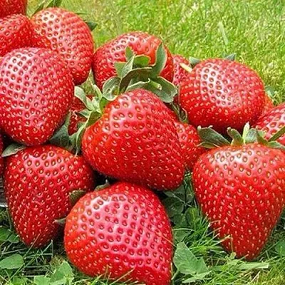 Клубника ЭЛИАНЕ  Клубника ЭЛИАНЕ в Омске