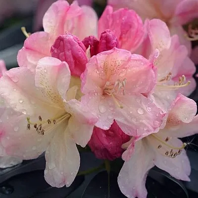 Рододендрон ПЕРСИ ВАЙСМАН  Рододендрон ПЕРСИ ВАЙСМАН в Омске