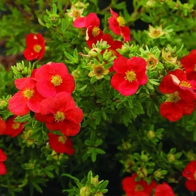 Лапчатка РЕД АЙС кустарниковая  Лапчатка РЕД АЙС кустарниковая в Омске