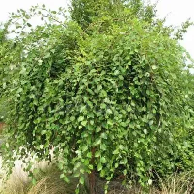 Береза САММЕР КАСКАД черная — описание сорта Береза САММЕР КАСКАД черная в Омске