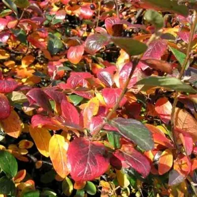 Кизильник блестящий — описание сорта Кизильник блестящий в Омске