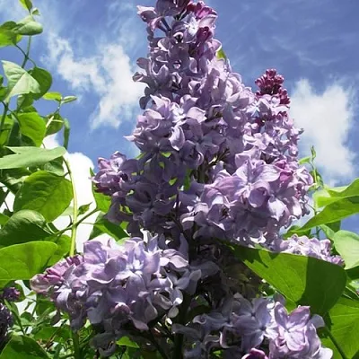 Сирень КРЫЛЬЯ НАДЕЖДЫ  Сирень КРЫЛЬЯ НАДЕЖДЫ в Омске