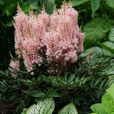 Астильба ЛУК ЭТ МИ японская  Астильба ЛУК ЭТ МИ японская в Омске