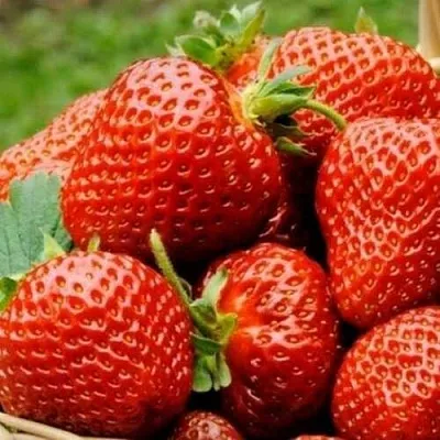 Клубника ФЛОРЕНС в Омске