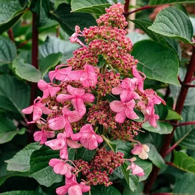 Гортензия ИНФИНИТИ метельчатая  Гортензия ИНФИНИТИ метельчатая в Омске