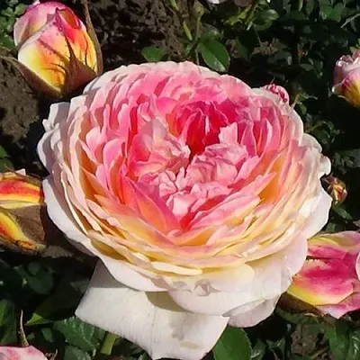 Саженцы роз РОЗОМАН ЖАНОН шраб  Саженцы роз РОЗОМАН ЖАНОН шраб в Омске