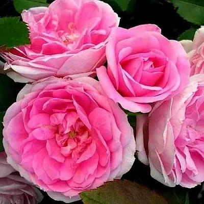 Саженцы роз ПРЕЙРИ ДЖОЙ шраб  Саженцы роз ПРЕЙРИ ДЖОЙ шраб в Омске