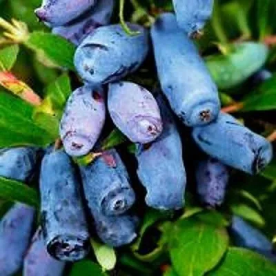 Жимолость съедобная ВОЛХОВА в Омске