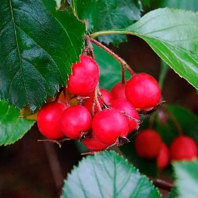 Боярышник ЛЮДМИЛ  Боярышник ЛЮДМИЛ в Омске