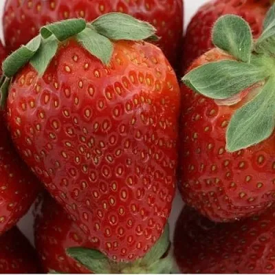 Клубника ФЛАМИНИЯ в Омске