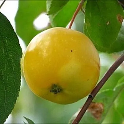 Яблоня КИТАЙКА ЖЁЛТАЯ колонновидная  Яблоня КИТАЙКА ЖЁЛТАЯ колонновидная в Омске