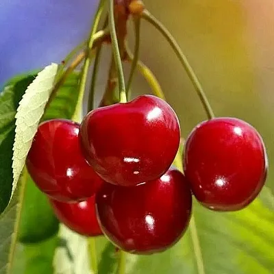 Черешня ТЕРЕМОШКА  Черешня ТЕРЕМОШКА в Омске