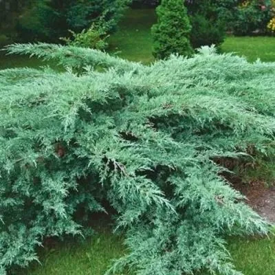 Можжевельник ГРЕЙ ОУЛ виргинский — описание сорта Можжевельник ГРЕЙ ОУЛ виргинский в Омске